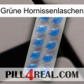 Grüne Hornissenlaschen 22